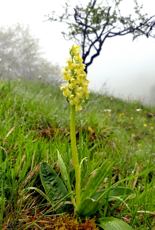 Il lago di Campotosto, orchidee, maltempo eschiarite! maggio/giugno 2023.